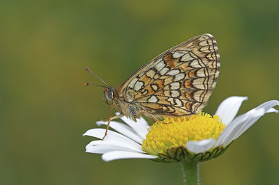 BUITEN BEELD Foto: 2372