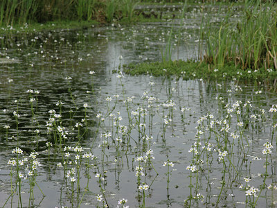 BUITEN BEELD Foto: 2374