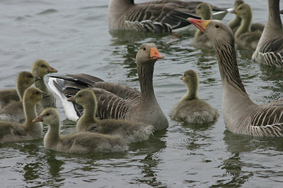 BUITEN BEELD Foto: 2384