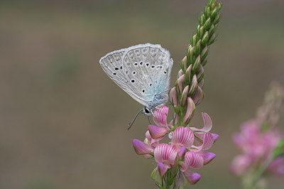 BUITEN BEELD Foto: 2445