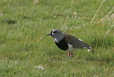 BUITEN BEELD Foto: 2451