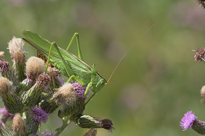 BUITEN BEELD Foto: 2453