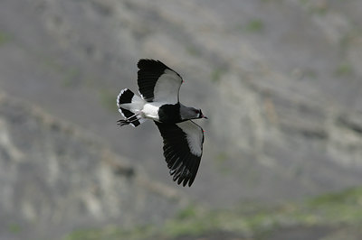 BUITEN BEELD Foto: 2455