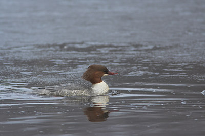 BUITEN BEELD Foto: 2457