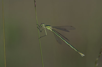 BUITEN BEELD Foto: 2461