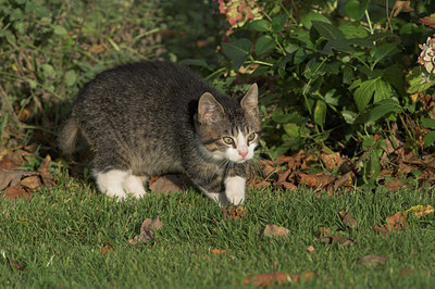 BUITEN BEELD Foto: 2462