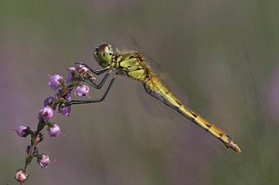 BUITEN BEELD Foto: 2465