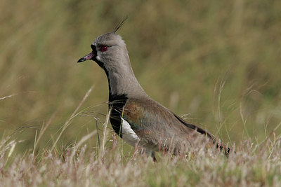 BUITEN BEELD Foto: 2469