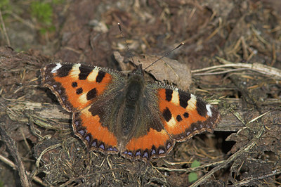 BUITEN BEELD Foto: 2473