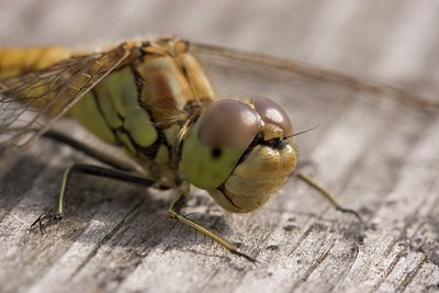 BUITEN BEELD Foto: 2483