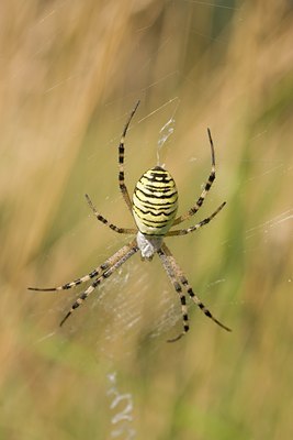 BUITEN BEELD Foto: 2485