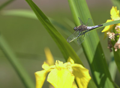 BUITEN BEELD Foto: 2529
