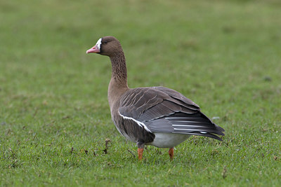 BUITEN BEELD Foto: 2559