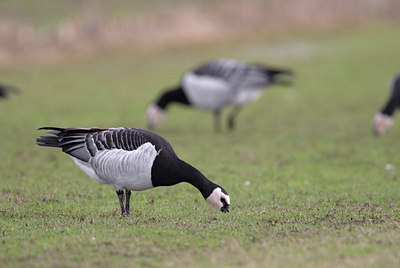 BUITEN BEELD Foto: 2563