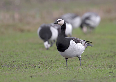 BUITEN BEELD Foto: 2565