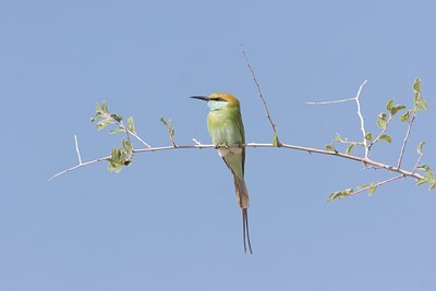 BUITEN BEELD Foto: 2581