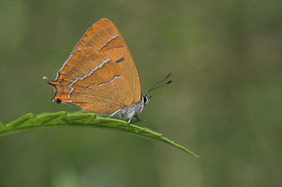 BUITEN BEELD Foto: 2599