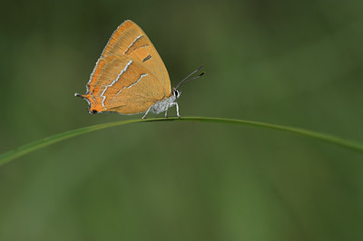 BUITEN BEELD Foto: 2615