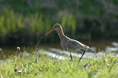 BUITEN BEELD Foto: 2649