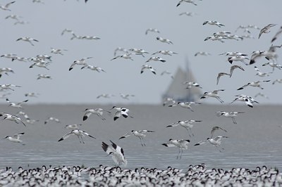 BUITEN BEELD Foto: 2663