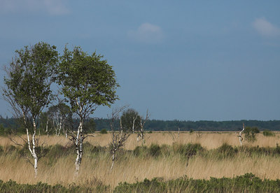 BUITEN BEELD Foto: 2668