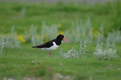 BUITEN BEELD Foto: 2699