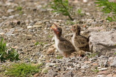 BUITEN BEELD Foto: 2718