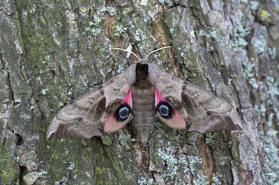 BUITEN BEELD Foto: 2776