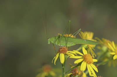 BUITEN BEELD Foto: 2778