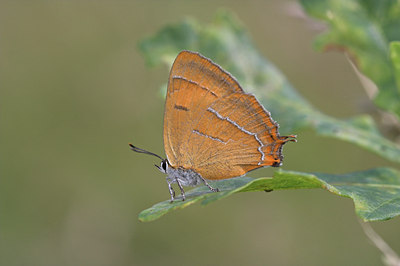BUITEN BEELD Foto: 2780