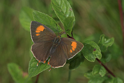 BUITEN BEELD Foto: 2785