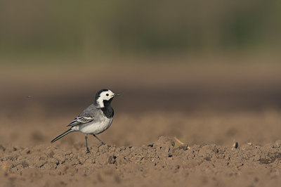 BUITEN BEELD Foto: 2792