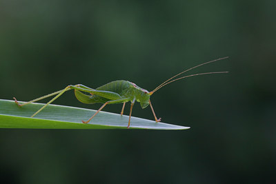 BUITEN BEELD Foto: 2804