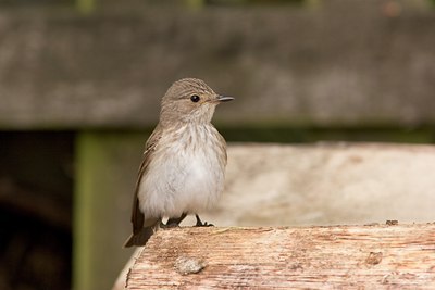 BUITEN BEELD Foto: 2825