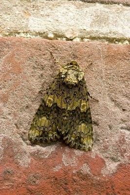 BUITEN BEELD Foto: 2831