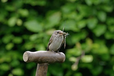 BUITEN BEELD Foto: 2848