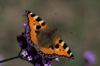 BUITEN BEELD Foto: 2853