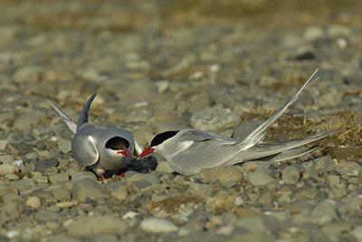 BUITEN BEELD Foto: 2886