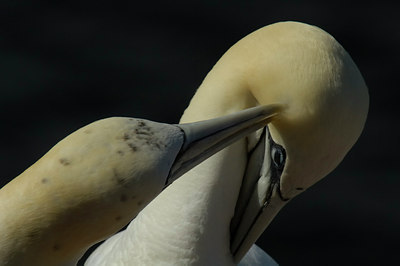 BUITEN BEELD Foto: 2962