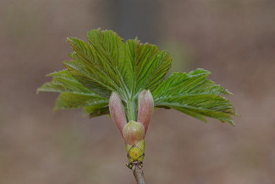 BUITEN BEELD Foto: 29000