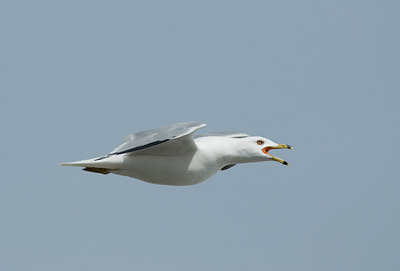 BUITEN BEELD Foto: 29007