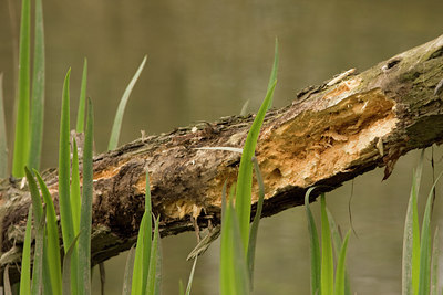 BUITEN BEELD Foto: 29018