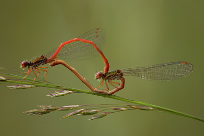 BUITEN BEELD Foto: 29040