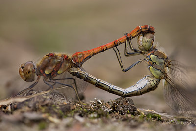 BUITEN BEELD Foto: 29041