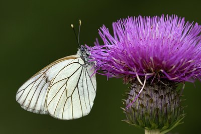 BUITEN BEELD Foto: 29045