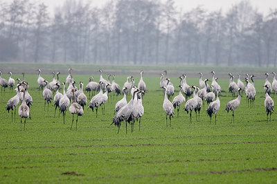 BUITEN BEELD Foto: 29053