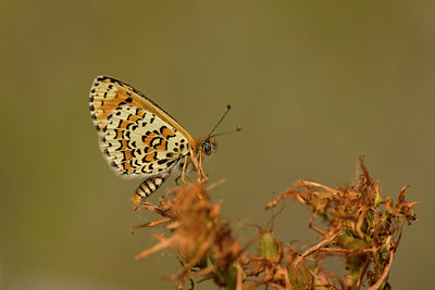 BUITEN BEELD Foto: 29055