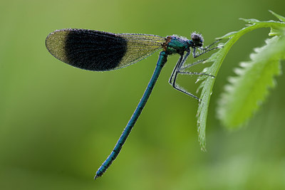 BUITEN BEELD Foto: 29061