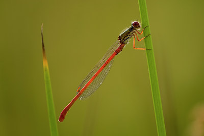 BUITEN BEELD Foto: 29062