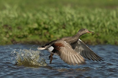 BUITEN BEELD Foto: 29065